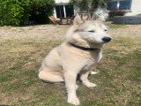Mâle Husky Sibérien disponible pour saillie