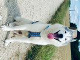 Mâle Husky Sibérien disponible pour saillie