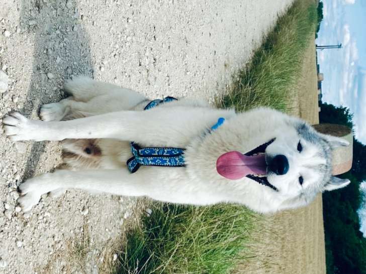 Mâle Husky Sibérien disponible pour saillie