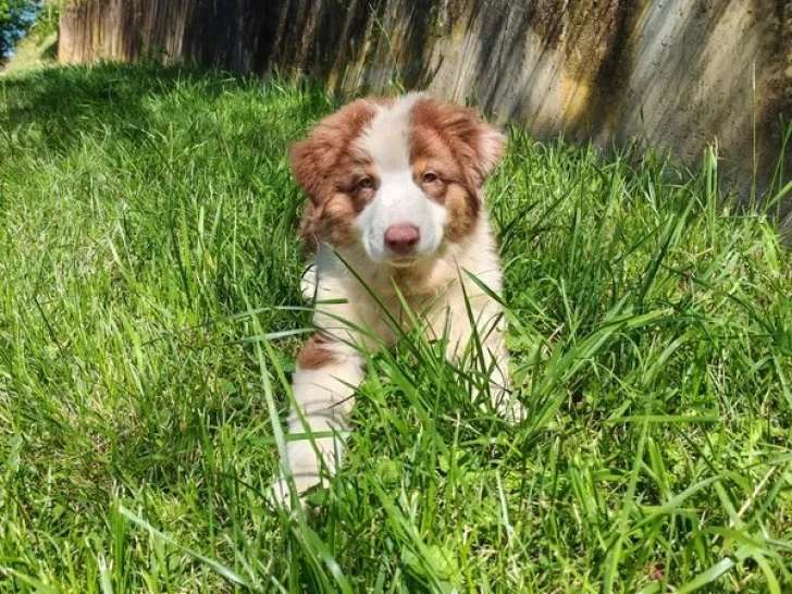 Chiot femelle Berger Australien LOF né en mars 2026 à vendre