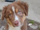 Deux chiots femelles Berger Australien LOF à vendre nés en avril 2026