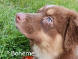 Deux chiots femelles Berger Australien LOF à vendre nés en avril 2026