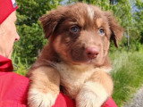 Deux chiots femelles Berger Australien LOF à vendre nés en avril 2026