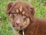 Deux chiots femelles Berger Australien LOF à vendre nés en avril 2026