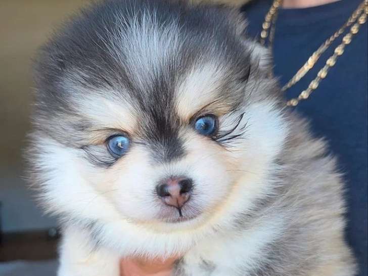 Portée de 3 Pomsky non LOF à réserver nés en mai 2026