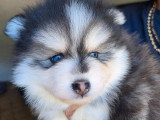Portée de 3 Pomsky non LOF à réserver nés en mai 2026
