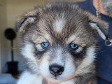 Portée de 3 Pomsky non LOF à réserver nés en mai 2026