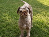 Chien mâle Shih Tzu de 1 an à vendre