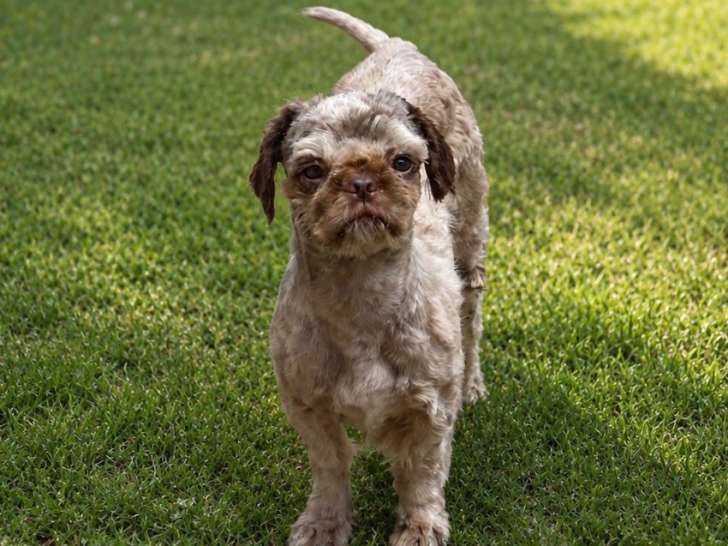 Chien mâle Shih Tzu de 1 an à vendre