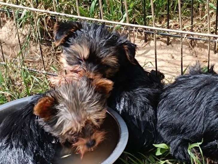 Portée Yorkshire non LOF juin 2026 2 femelles et 1 mâle à vendre