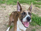 Louna, chienne croisée Basenji à adopter en association