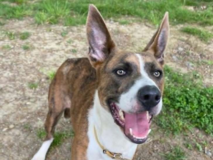 Louna, chienne croisée Basenji à adopter en association