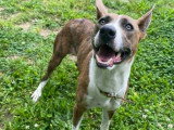 Louna, chienne croisée Basenji à adopter en association