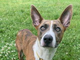 Louna, chienne croisée Basenji à adopter en association