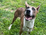 Louna, chienne croisée Basenji à adopter en association