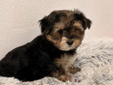 2 chiots Morkie mâles nés en avril 2026 non LOF à vendre