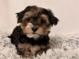 2 chiots Morkie mâles nés en avril 2026 non LOF à vendre