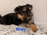 2 chiots Morkie mâles nés en avril 2026 non LOF à vendre