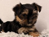 2 chiots Morkie mâles nés en avril 2026 non LOF à vendre