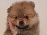 Chiots Spitz Nain LOF disponibles