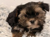 Chiot Morkie mâle non LOF à vendre