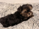Chiot Morkie mâle non LOF à vendre