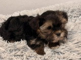 Chiot Morkie mâle non LOF à vendre