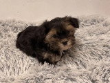 Chiot Morkie mâle non LOF à vendre