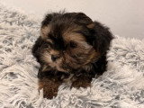 Chiot Morkie mâle non LOF à vendre