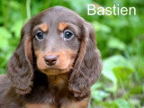 3 chiots Teckel Nain mâles chocolat et feu à vendre non LOF