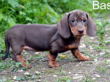 3 chiots Teckel Nain mâles chocolat et feu à vendre non LOF