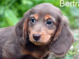 3 chiots Teckel Nain mâles chocolat et feu à vendre non LOF