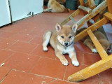 Chiot femelle Shiba Inu non LOF d'avril 2026 à vendre
