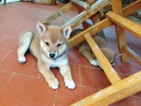 Chiot femelle Shiba Inu non LOF d'avril 2026 à vendre