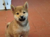 Chiot femelle Shiba Inu non LOF d'avril 2026 à vendre