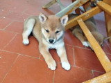 Chiot femelle Shiba Inu non LOF d'avril 2026 à vendre