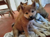 Chiot femelle Shiba Inu non LOF d'avril 2026 à vendre