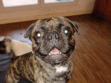 Chien Frenchie Pug à donner