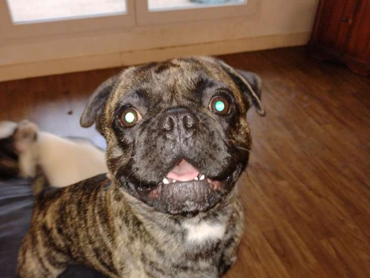 Chien Frenchie Pug à donner