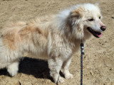 Femelle Border Collie ee red LOF à vendre
