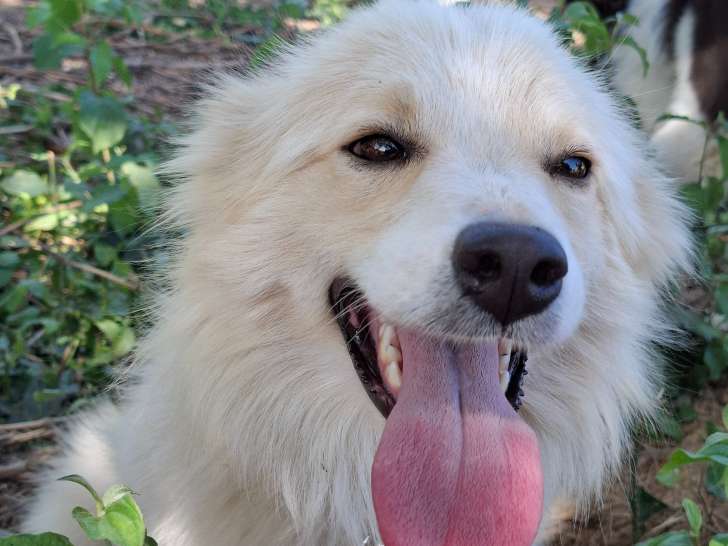 Femelle Border Collie ee red LOF à vendre