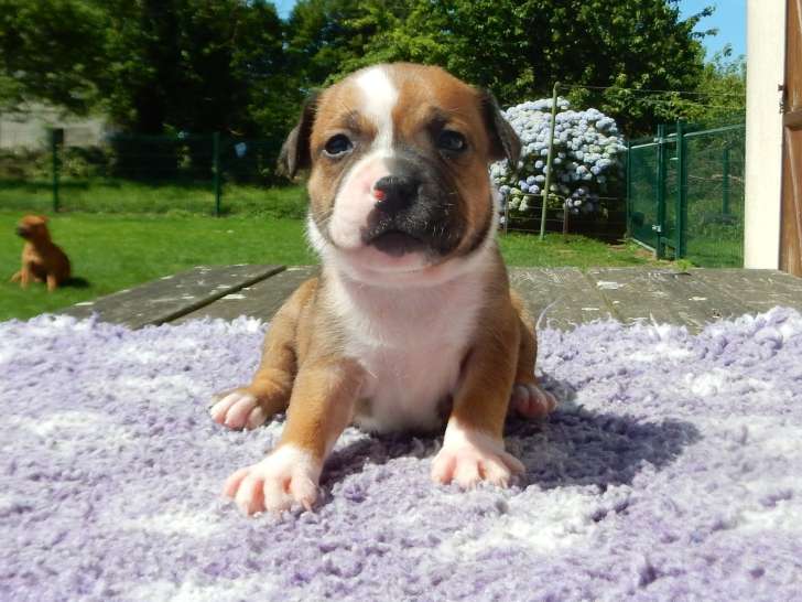 Chiots Staffie LOF à vendre