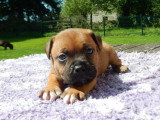 Chiots Staffie LOF à vendre