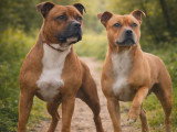 Chiots Staffie LOF à vendre