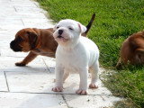 Chiots Staffie LOF à vendre