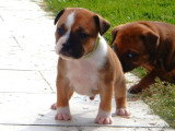Chiots Staffie LOF à vendre