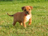 Chiots Staffie LOF à vendre
