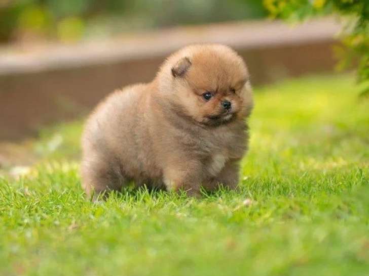 3 chiots Poméranien Spitz non LOF d'avril 2026 en vente