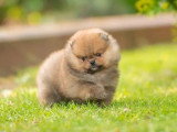 3 chiots Poméranien Spitz non LOF d'avril 2026 en vente