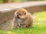 3 chiots Poméranien Spitz non LOF d'avril 2026 en vente